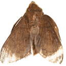 Image of Pachymeta immunda Holland 1893