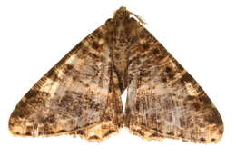 Image of Zeuctoboarmia