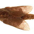 Image of Pachypasa rectilineata Aurivillius 1900