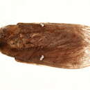 Image of Gonobombyx angulata Aurivillius 1893