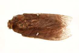 Image of Gonobombyx angulata Aurivillius 1893