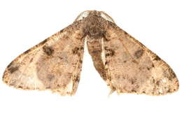 Image of Zeuctoboarmia