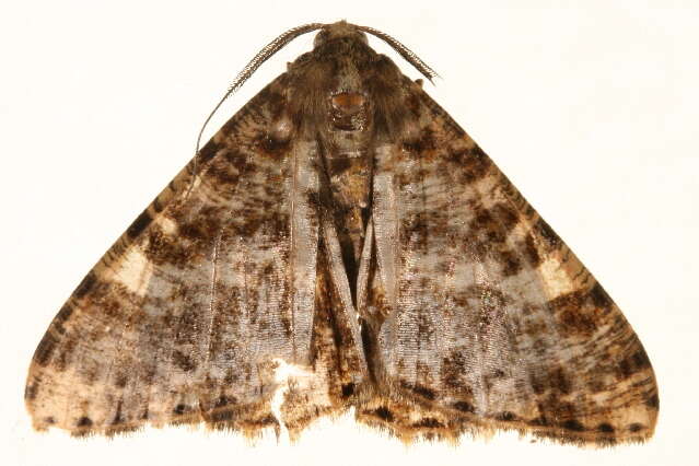 Image of Zeuctoboarmia