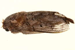 Image of <i>Gastroplakaeis delicatulus</i>