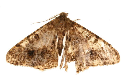 Image of Zeuctoboarmia