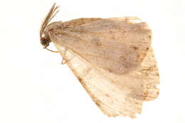 Image of Zeuctoboarmia