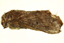 Image of <i>Gastroplakaeis delicatulus</i>