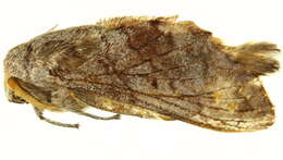 Image of <i>Gastroplakaeis delicatulus</i>