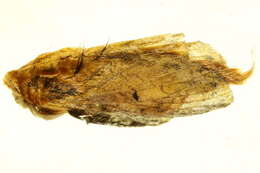 Image of Weirdonia idakum