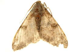 Image of Cleora oculata Fletcher 1967