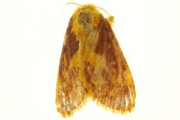Image of Delorhachis purpurea Hering 1928