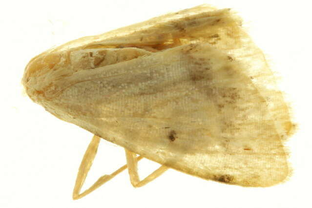 Image of Idaea pulveraria Snellen 1872