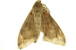 Image of Polyptychus paupercula (Holland 1889)