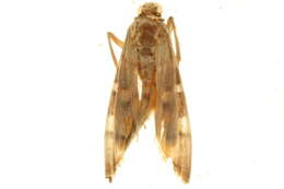 Image of Prophantis smaragdina Butler 1875