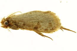 Image of Eriocottidae
