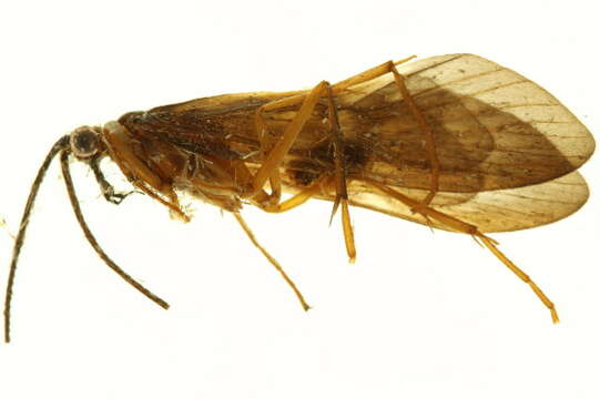 Image of Hydropsychoidea