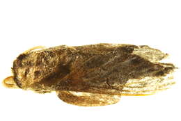 Image of Weirdonia elongata