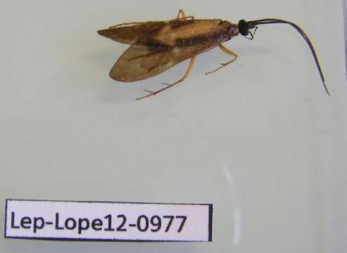 Image of Hydropsychoidea