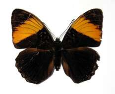 صورة <i>Adelpha melanthe</i>