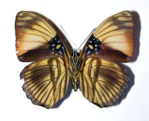 صورة <i>Adelpha melanthe</i>