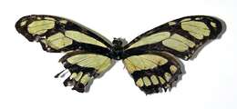 Image of dido longwing