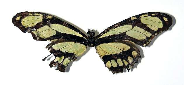 Image of dido longwing