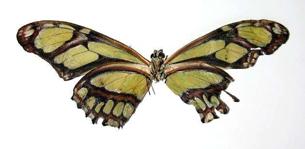 Image of dido longwing