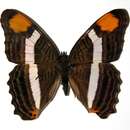 صورة <i>Adelpha fessonia</i>