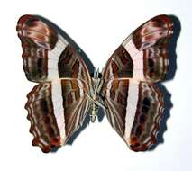 Image of <i>Adelpha fessonia</i>