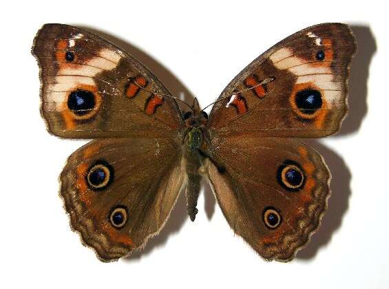 Image of <i>Junonia genoveva</i>