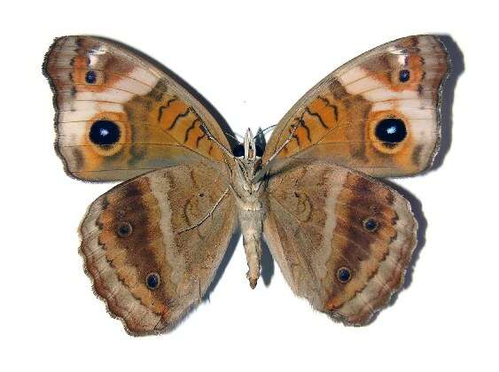 Image of <i>Junonia genoveva</i>