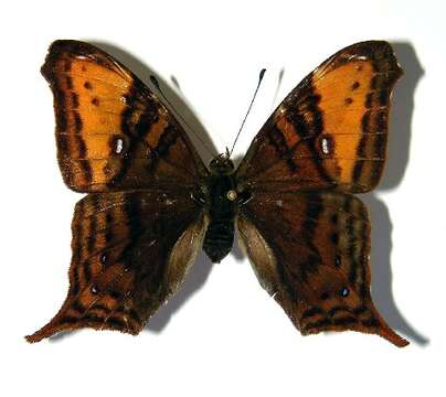 Image of Hypanartia arcaei Salvin 1871