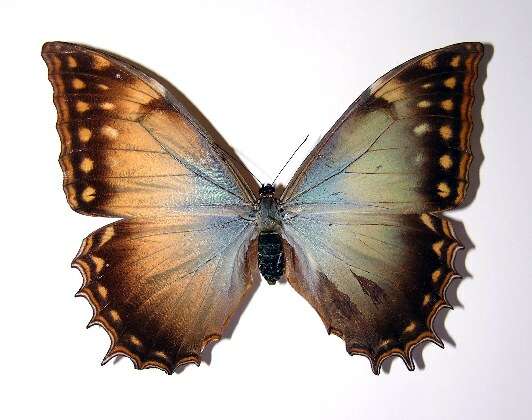 Image of Morpho justitiae Salvin & Godman 1868