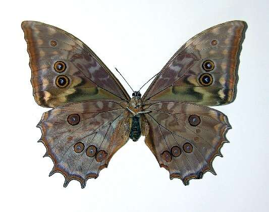 Image of Morpho justitiae Salvin & Godman 1868