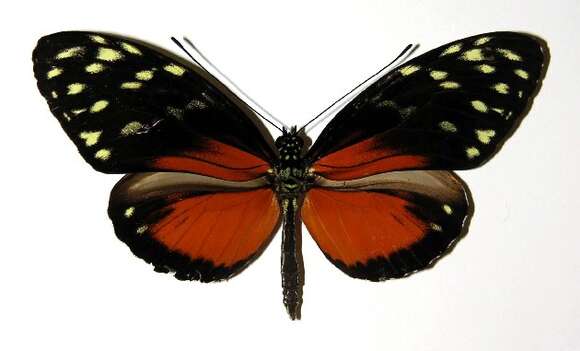 Image of Heliconius zuleika