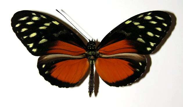 Image of Heliconius zuleika