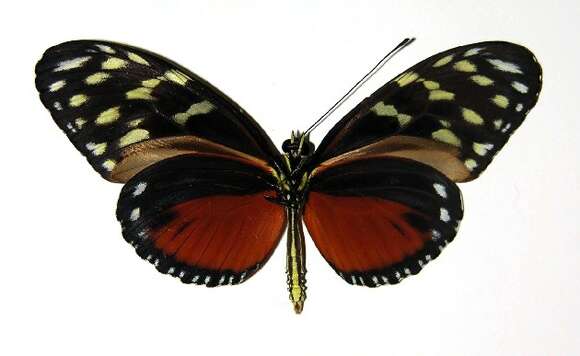 Image of Heliconius zuleika