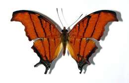 Image of Ruddy Daggerwing