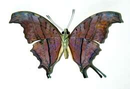 Image of Ruddy Daggerwing