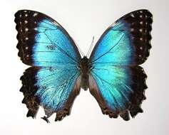 صورة Morpho granadensis Felder 1867