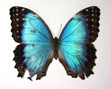 Plancia ëd Morpho granadensis Felder 1867