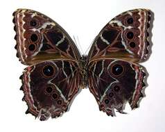 صورة Morpho granadensis Felder 1867