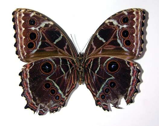 صورة Morpho granadensis Felder 1867