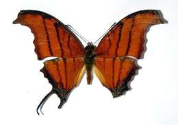 Image of Ruddy Daggerwing