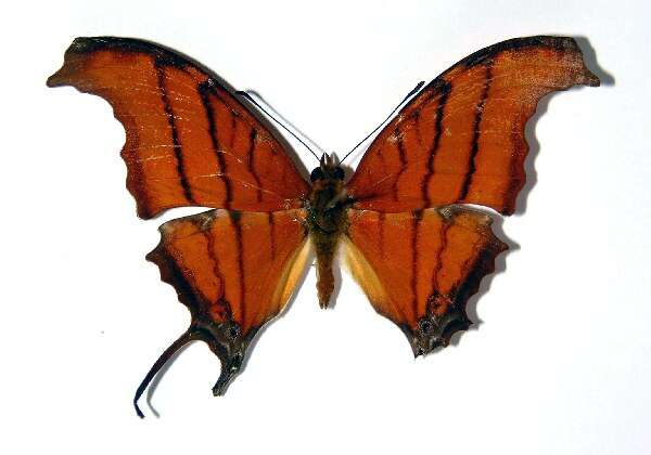 Image of Ruddy Daggerwing