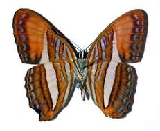 Image of <i>Adelpha cytherea</i>