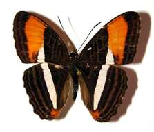 Image of <i>Adelpha cytherea</i>