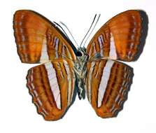 Image of <i>Adelpha cytherea</i>