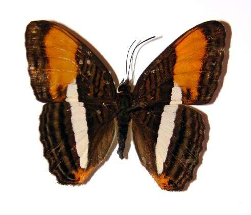 Image of <i>Adelpha cytherea</i>