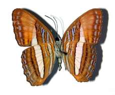 Image of <i>Adelpha cytherea</i>